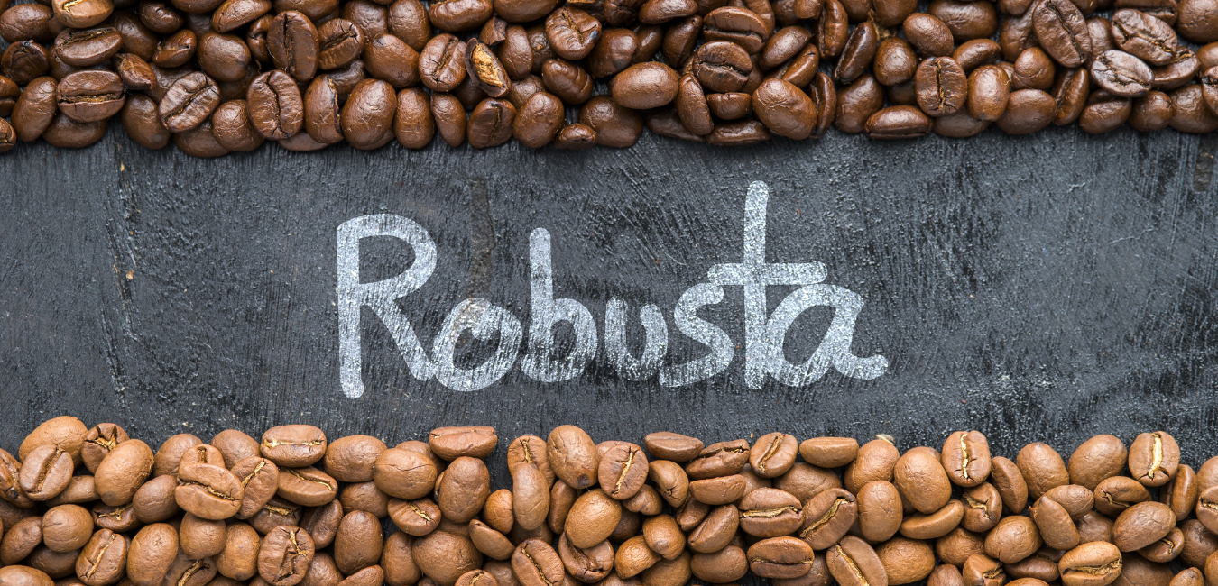 Cà phê hạt robusta