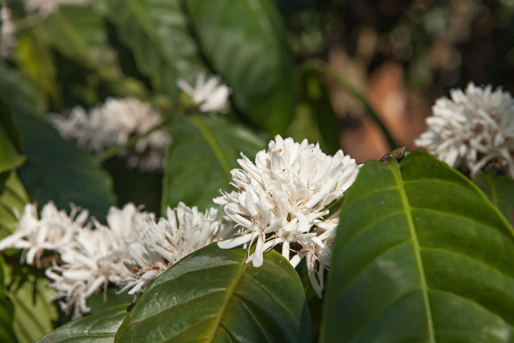 Ý nghĩa của hoa cà phê đối với người trồng - Lecafe