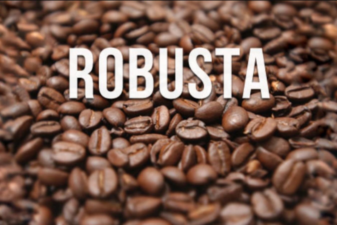 cà phê robusta